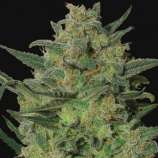 New420Guy Seeds Himalaya Blue Diesel