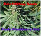 New420Guy Seeds Pauls Blackberry Fire