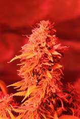 New420Guy Seeds Redbeard Cookies