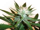 Next Generation Seed Company Grapefruit Diesel