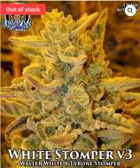 Night Owl Seeds White Stomper V3