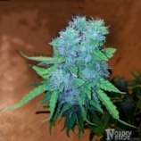 Norden Seeds Auto Viking AK47