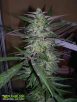 Old Dreams Genetics Deepaka