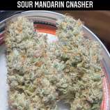 Olympia Genetics Sour Mandarin Gnasher