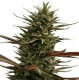 One Premium CBD Seeds Green Mango