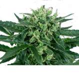 Organic Seeds Automatic Organic Lemon Haze