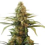 Organic Seeds Bud Spencer