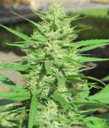 OriginSeeds Sour Libanon