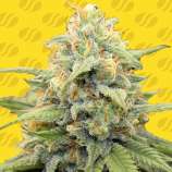 Original Sensible Seeds Apple Fritter Auto