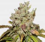 Original Sensible Seeds Bulk Mango Haze