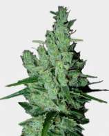 Original Sensible Seeds Super Silver Haze