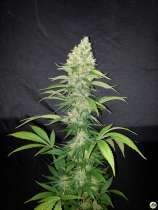 Paisa Grow Seeds Colombian Fruit