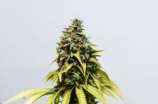 Paisa Grow Seeds Original Tangie