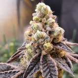 Paisa Grow Seeds Wedding Cake