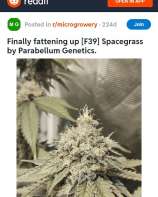 Parabellum Genetics Space Grass