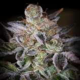 Paradise Seeds Sweetopia