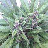 PEV Seeds Bank Piensa En Blueberry Auto