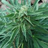 PEV Seeds Bank Piensa En Somango Auto