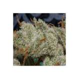 PEV Seeds Bank Piensa En Super Silver Haze