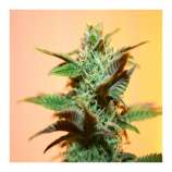 PEV Seeds Bank Piensa en AK 47