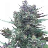 PEV Seeds Bank Piensa en Blueberry