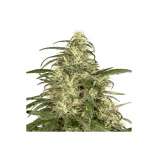 PEV Seeds Bank Piensa en Skunk