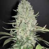 PEV Seeds Bank Piensa en White Widow x Chronic