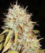 Phoenix Seeds Amnesia Express