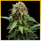 Plantamaster Seeds Tangerine Dream