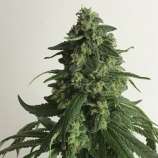 Pot Valley Seeds King's Fudge