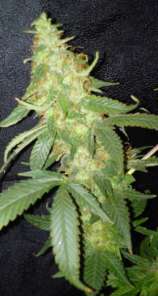 Prana Seeds Mokum Bud