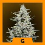 Professional Genetics Seeds Amnesia