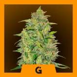 Professional Genetics Seeds Citrus Haze