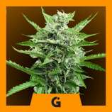 Professional Genetics Seeds Sahara Flower