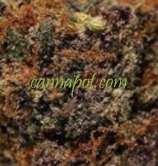 Purple Caper Seeds Grape Zkittlez