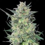 Quebec Cannabis Seeds Quebec LSD