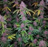 Quebec Cannabis Seeds Quebec Purple bud