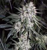 Rare Dankness Seeds Ghost Train Haze #8