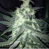 Rare Dankness Seeds Moonshine Haze x Ghost Train Haze #1