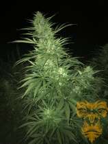 Real Gorilla Seeds Whitey Freeze