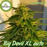 Rebel Seeds Big Devil XL