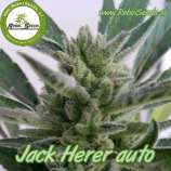 Rebel Seeds Jack Herer Auto