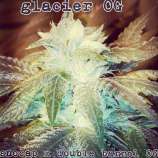 RedEyed Genetics Glacier OG