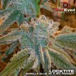 RedEyed Genetics Locktite