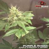 RedEyed Genetics Purple Rhodi