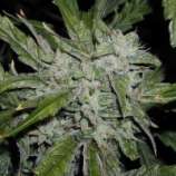 Reefermans Seeds China White