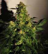 Reefermans Seeds Golden Temple Kush