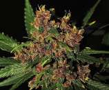 Reefermans Seeds Purple Congo Kush