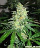 Reservoir Seeds Double Strawberry Diesel