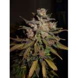 Riot Seeds Apollo 710